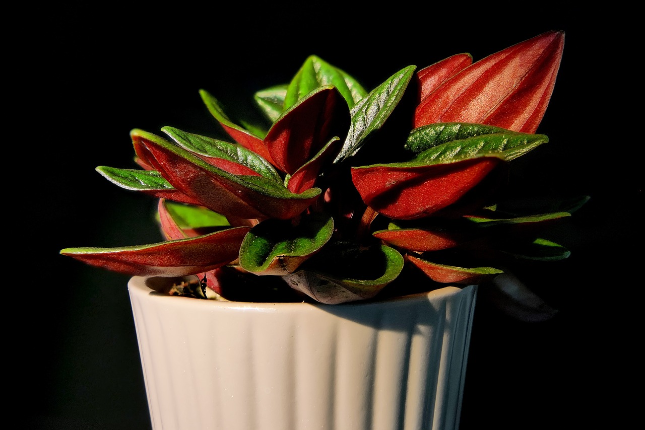 How to Maintain an Eco-Friendly Indoor Garden: A Complete Guide